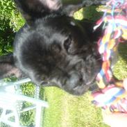 Fransk bulldog Anton