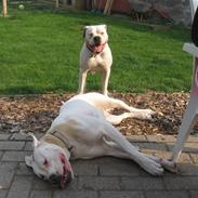 Amerikansk bulldog Trunte