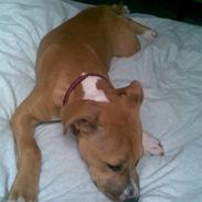 Amerikansk staffordshire terrier Sita