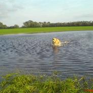 Amerikansk staffordshire terrier Sita