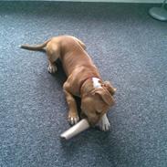 Amerikansk staffordshire terrier Sita