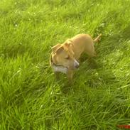 Amerikansk staffordshire terrier Sita