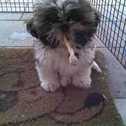 Shih tzu Byrstedgård Charly