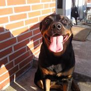 Rottweiler Billa