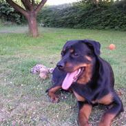 Rottweiler Billa