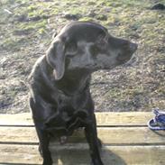 Labrador retriever Lieber R.I.P