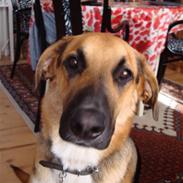 Blanding af racer Carlos