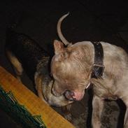 Blanding af racer Carlos