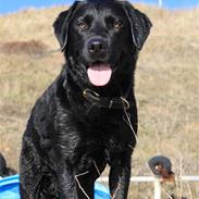 Labrador retriever Seitseman