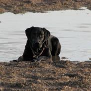 Labrador retriever Seitseman