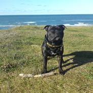 Staffordshire bull terrier Cody