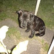 Staffordshire bull terrier Cody