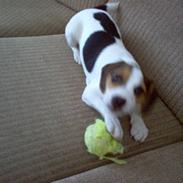 Blanding af racer Molly