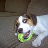 Blanding af racer Molly