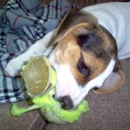 Blanding af racer Molly