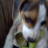 Blanding af racer Molly