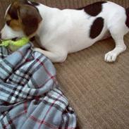 Blanding af racer Molly