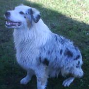 Australian shepherd Baloo