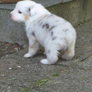 Australian shepherd Baloo