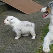 Australian shepherd Baloo