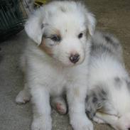 Australian shepherd Baloo
