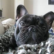 Fransk bulldog Basse