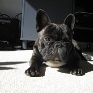 Fransk bulldog Basse