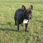 Fransk bulldog Basse
