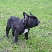 Fransk bulldog Basse