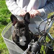 Fransk bulldog Basse