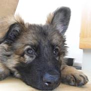 Schæferhund Kato