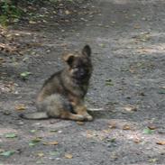 Schæferhund Kato