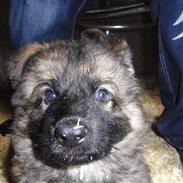 Schæferhund Kato