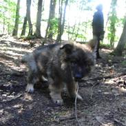 Schæferhund Kato