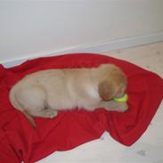 Golden retriever Samson