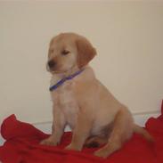 Golden retriever Samson
