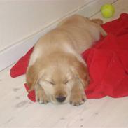Golden retriever Samson