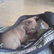 Prazsky krysarik Dalton