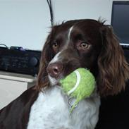 Field Trial spaniel *Sofus*