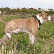 Amerikansk staffordshire terrier Jeff Montana