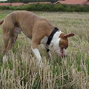 Amerikansk staffordshire terrier Jeff Montana