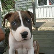 Amerikansk staffordshire terrier Tyson