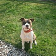 Amerikansk staffordshire terrier Tyson