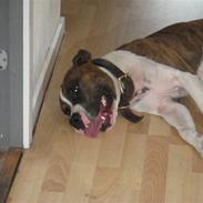 Amerikansk staffordshire terrier Tyson