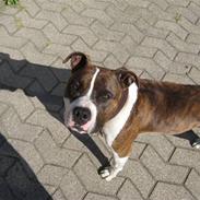 Amerikansk staffordshire terrier Tyson