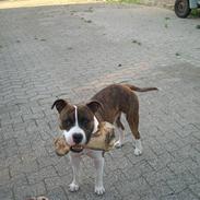 Amerikansk staffordshire terrier Tyson