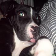 Amerikansk staffordshire terrier Shang