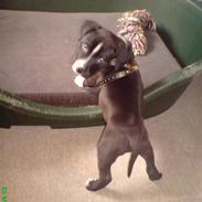 Amerikansk staffordshire terrier Shang