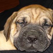 Boerboel Boelsplaas Zeus