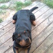 Rottweiler Ishia